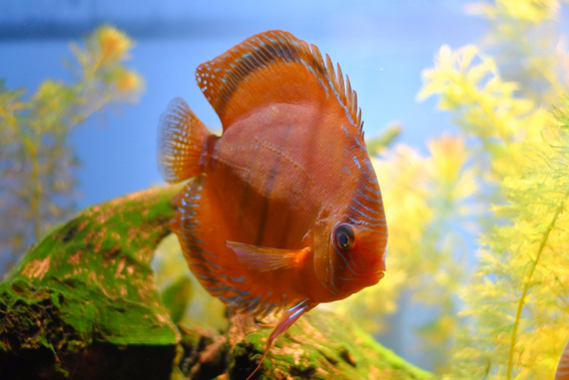 水草と流木の間を泳ぐオレンジ色のディスカス