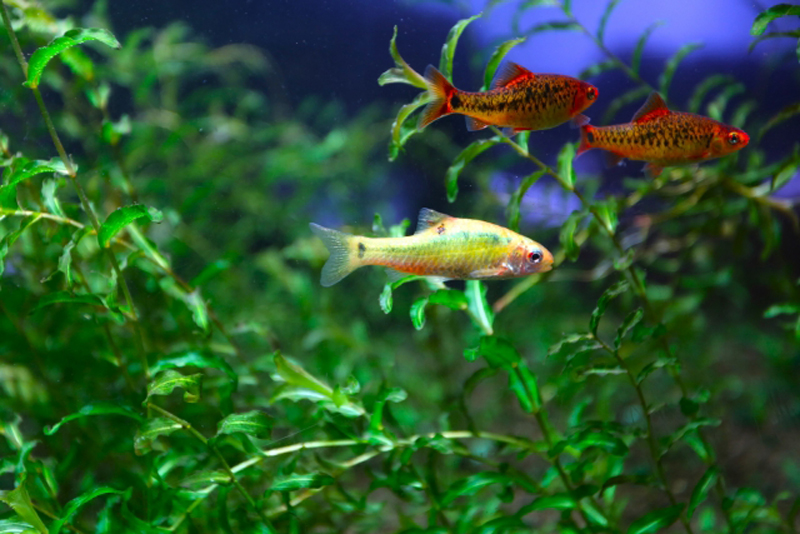水草の間を泳ぐコイ科の熱帯魚と緑豊かな水草の風景