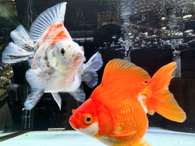 水槽内を泳ぐ赤色と白斑模様の琉金型の金魚二匹