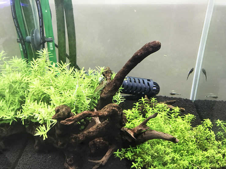 流木と水草が配置された水槽内の小型カラシンとメダカ