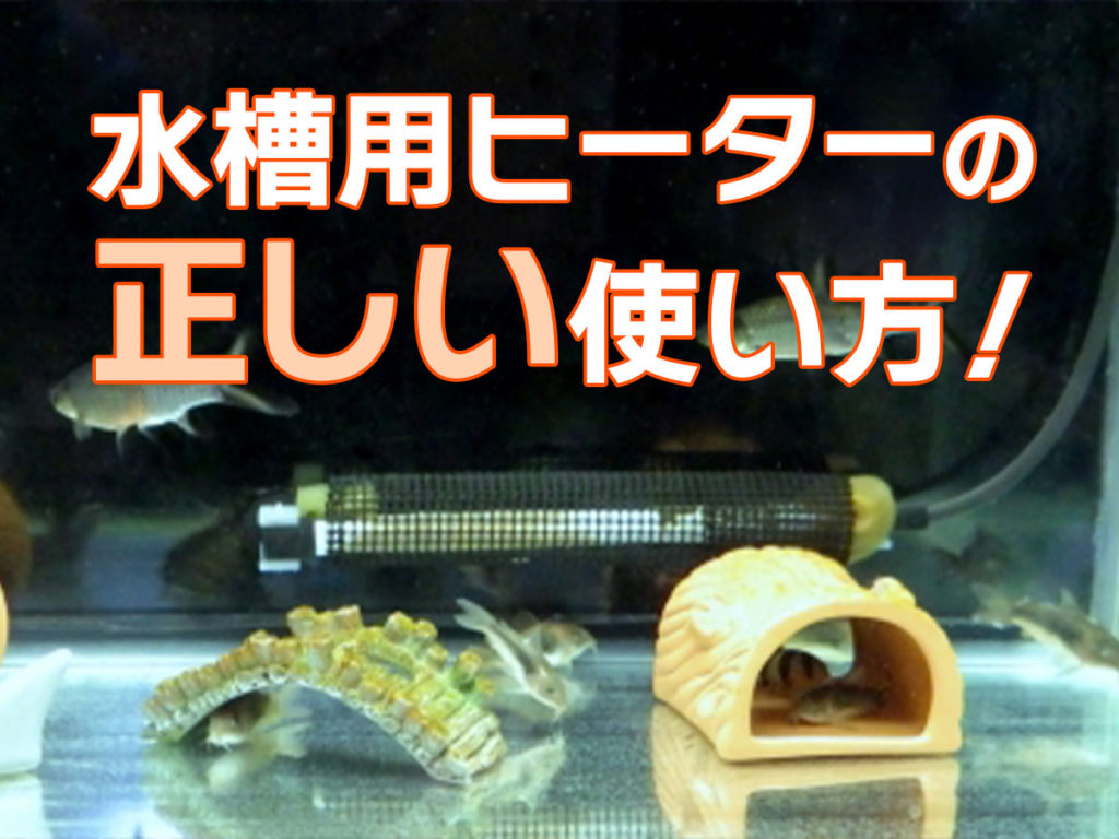水槽用ヒーターの正しい使い方!プロが経験で伝授!壊れる使い方とはのサムネイル画像