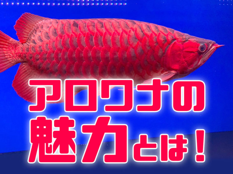 アロワナの魅力とは！の文字と赤いアロワナの見出し画像
