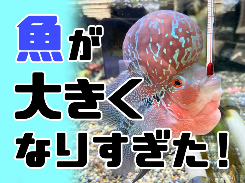 熱帯魚が大きくなりすぎた！問題点と解決策！正しい対処で長生きさせようのサムネイル画像