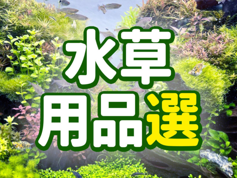 水草用品選の文字と水草が茂る水槽の見出し画像