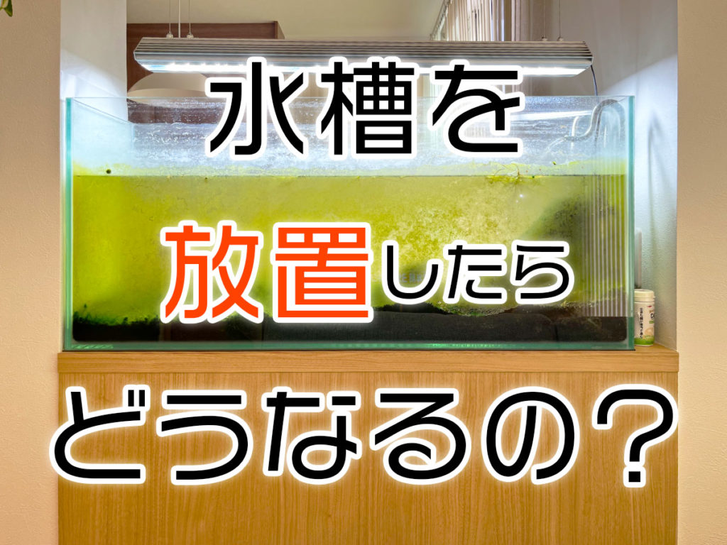 水槽を放置するとどうなるのか!放置に強い水槽から処分方法も解説のサムネイル画像