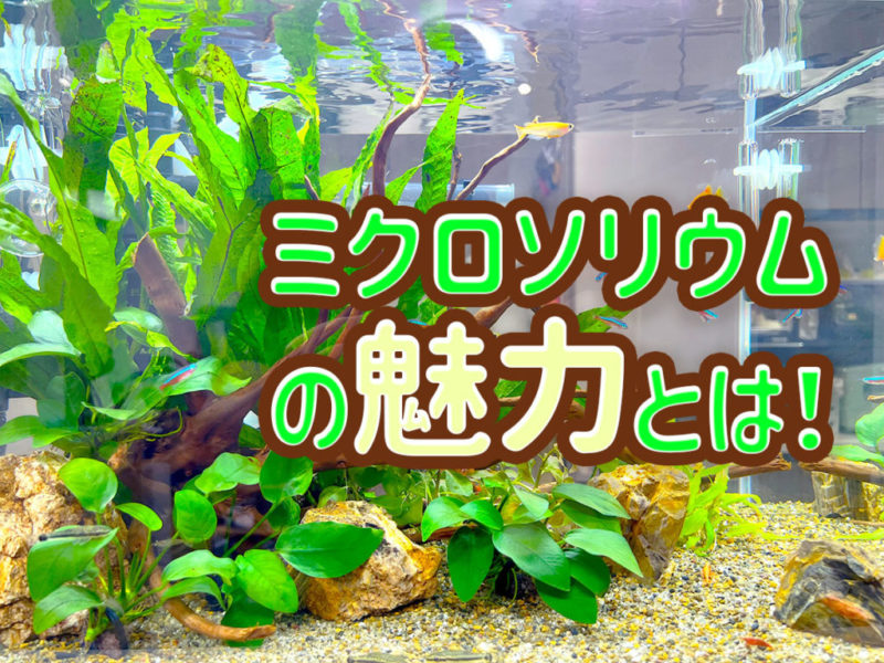 ミクロソリウムの魅力とは!の文字入り水槽画像