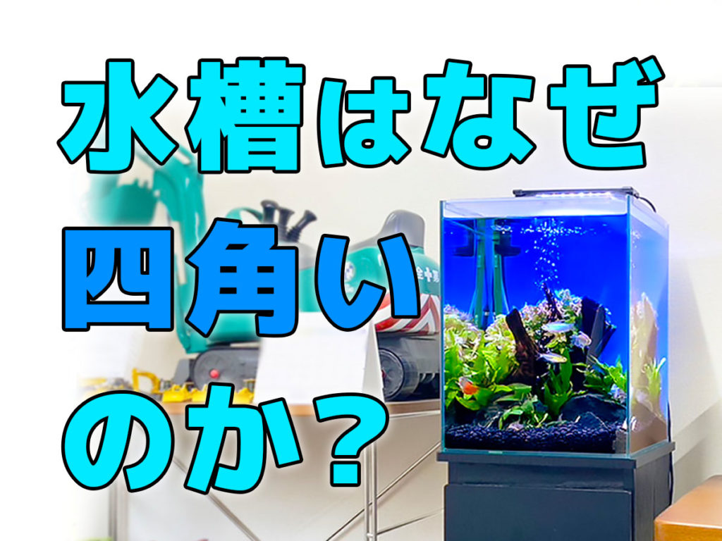 水槽が四角い理由!飼育容器は魚の健康に影響する?四角が多いのはなぜかのサムネイル画像