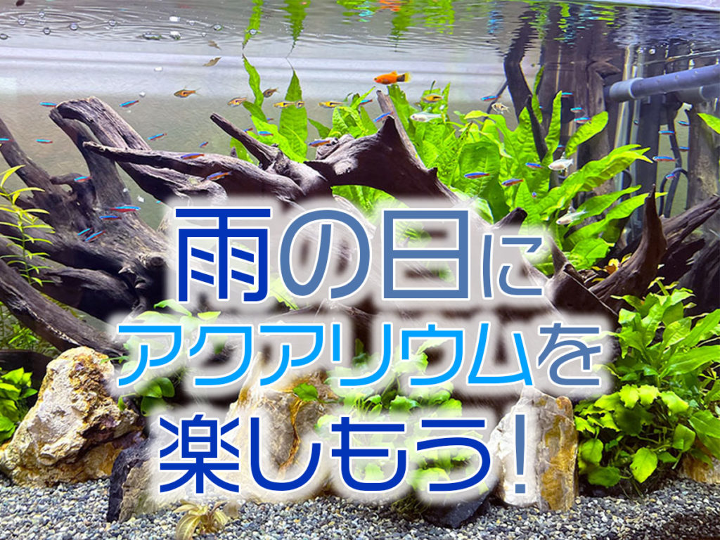 雨の日に楽しむアクアリウム!悪天候での楽しみ方とおすすめ水族館・アプリのサムネイル画像