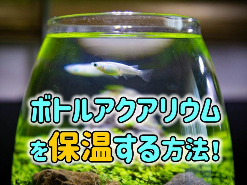 ボトルアクアリウムを保温する方法の見出し画像