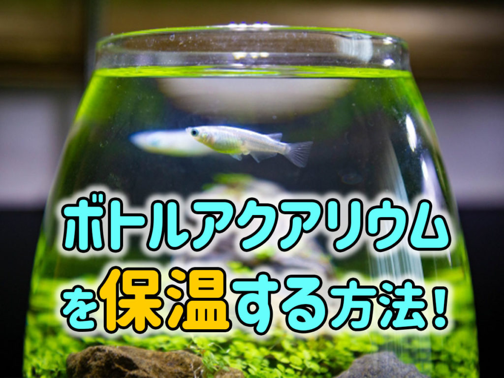 ボトルアクアリウムの保温術！ベタなどの熱帯魚や水草を寒さから守るのサムネイル画像