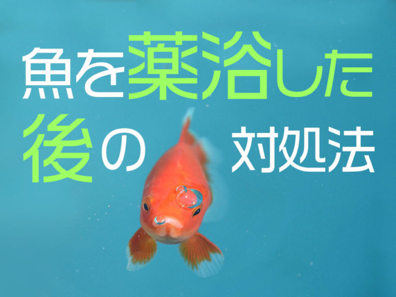 魚を薬浴した後の対処法の文字と金魚の見出し画像