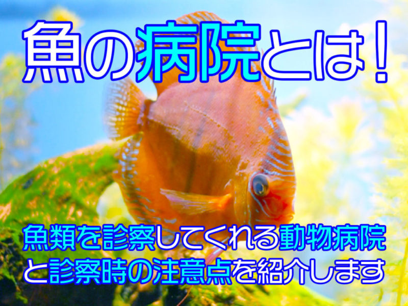 魚の病院と診察可能な動物病院の紹介テキスト入り画像