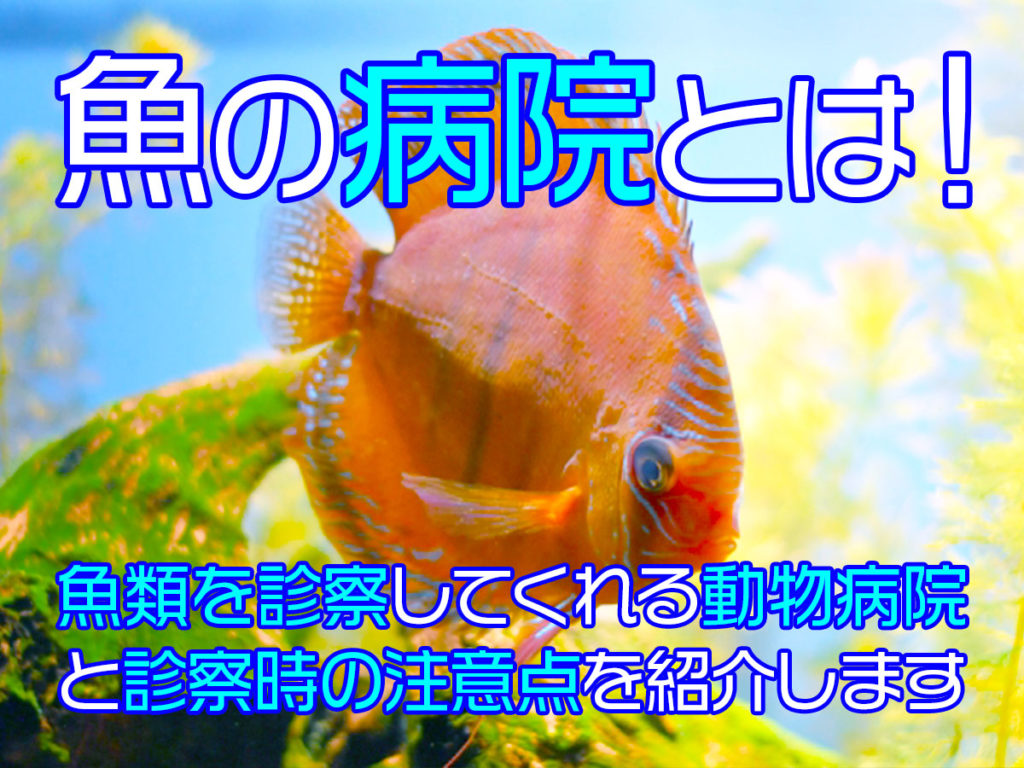 魚の病院とは！魚類を診察してくれる動物病院と診察時の注意点のサムネイル画像