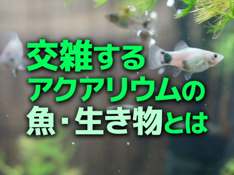 交雑するアクアリウムの魚・生き物とはの見出し画像