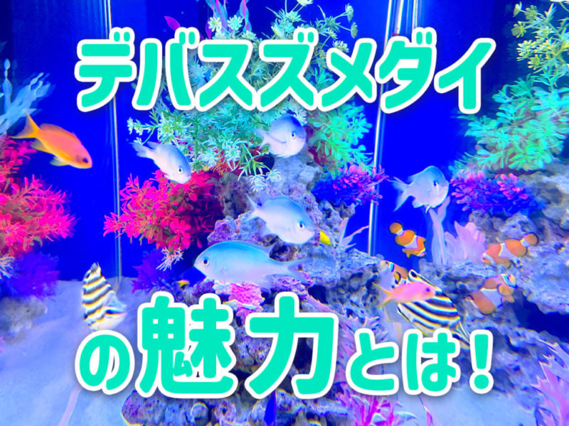 デバスズメダイの魅力とは！の文字と泳ぐ海水魚の見出し画像