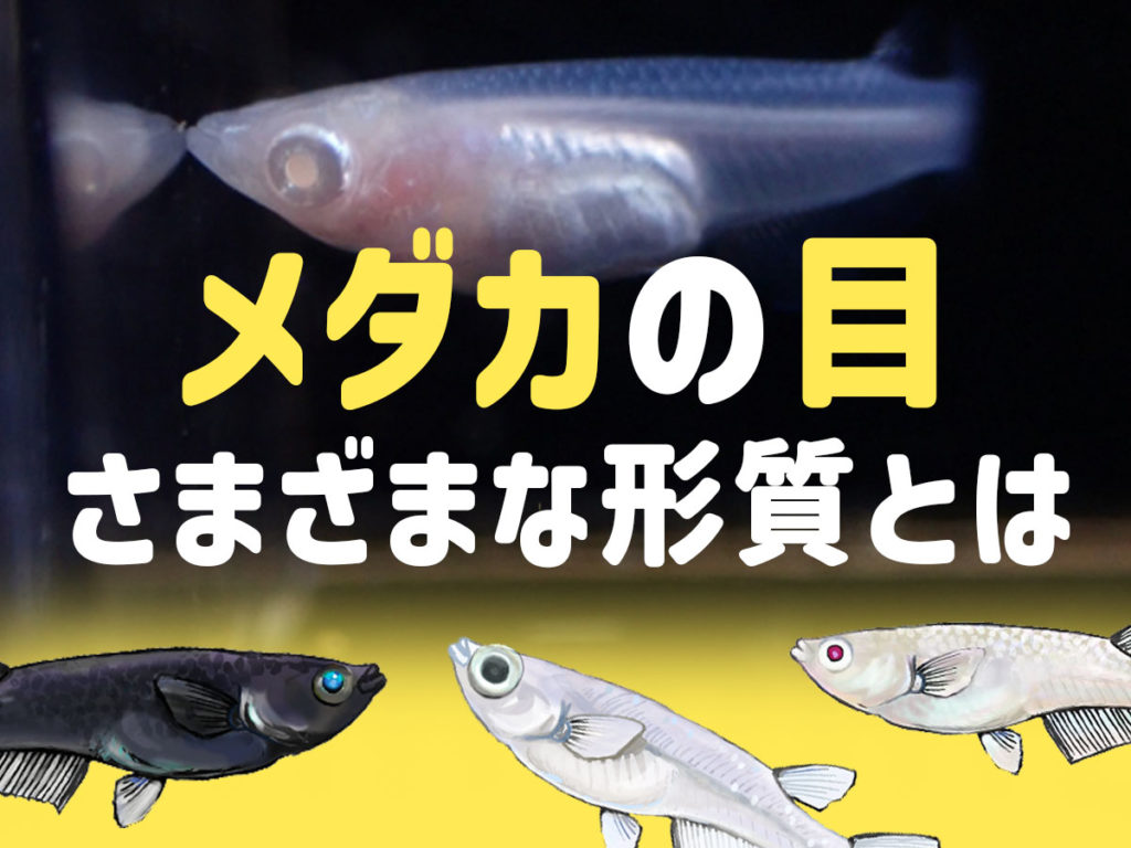 メダカの目とは!ブルーアイ、スモールアイなど形質の種類から特徴のサムネイル画像