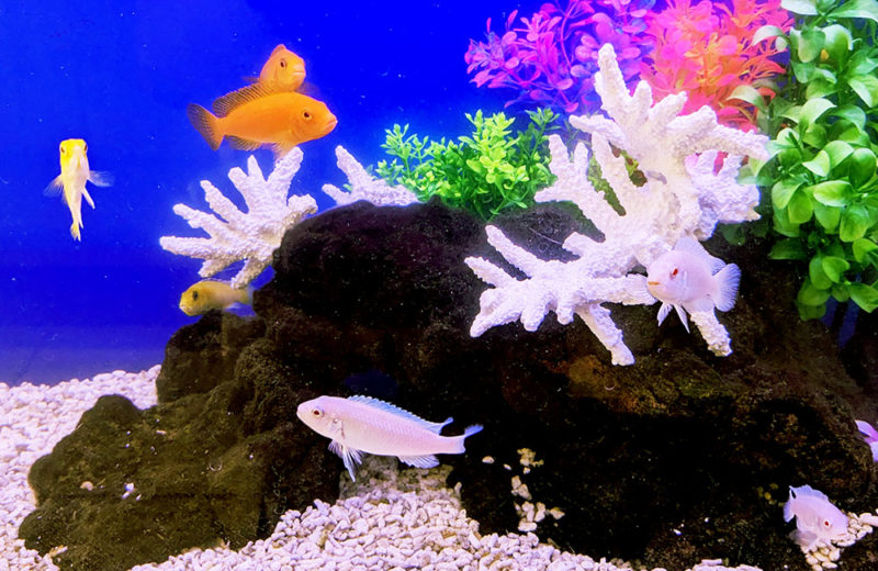 白いサンゴと岩の周りを泳ぐ熱帯魚と水草の水槽内景観