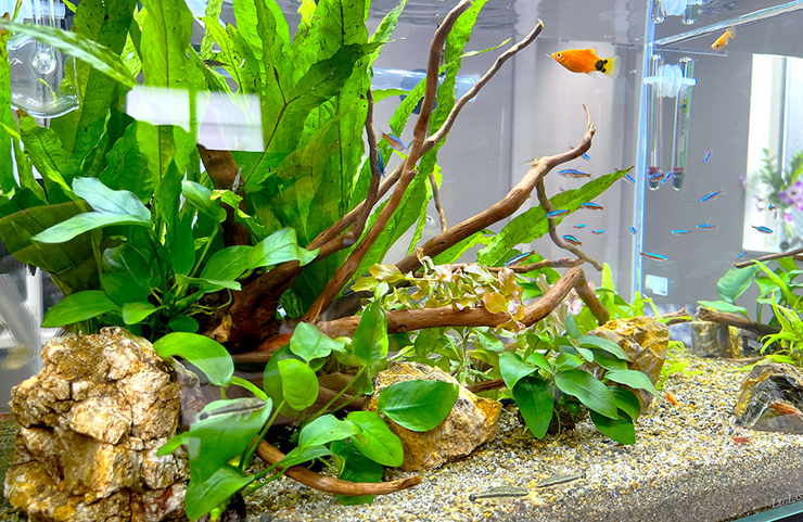 流木と水草にネオンテトラの仲間が泳ぐ水槽レイアウト