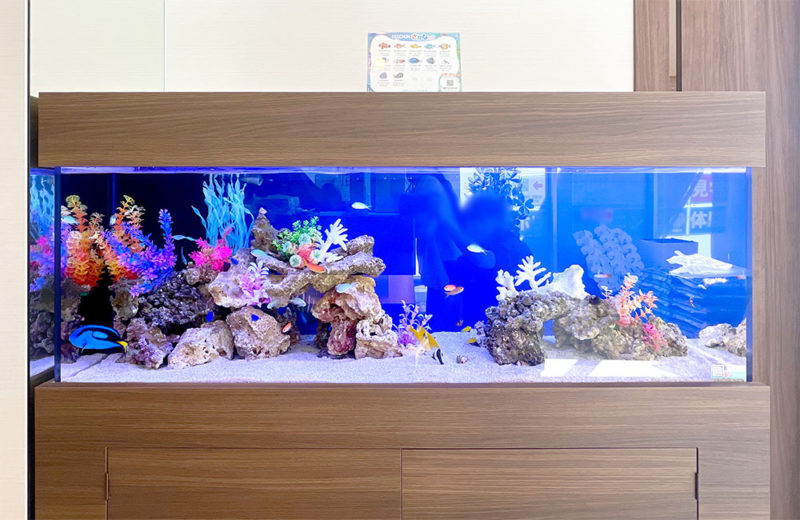 木目調の台に設置された海水魚の大型水槽とサンゴの装飾