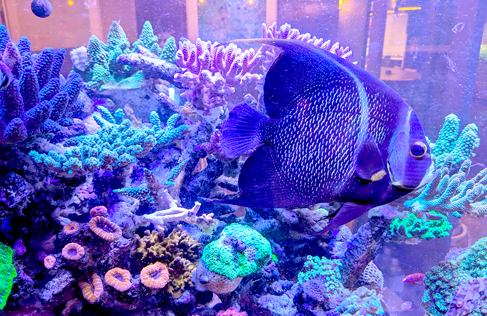 サンゴ礁水槽を泳ぐ大型の海水魚と色鮮やかなサンゴ群