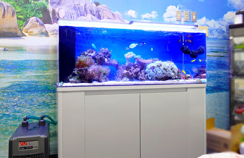 海の美しさを観賞！サンゴ水槽をレンタルしよう！インテリアとしてもおすすめ 水槽画像４