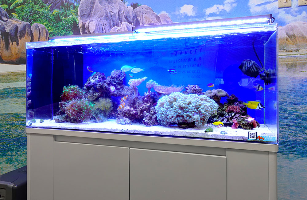 サンゴと海水魚が泳ぐ大型の海水水槽レイアウト