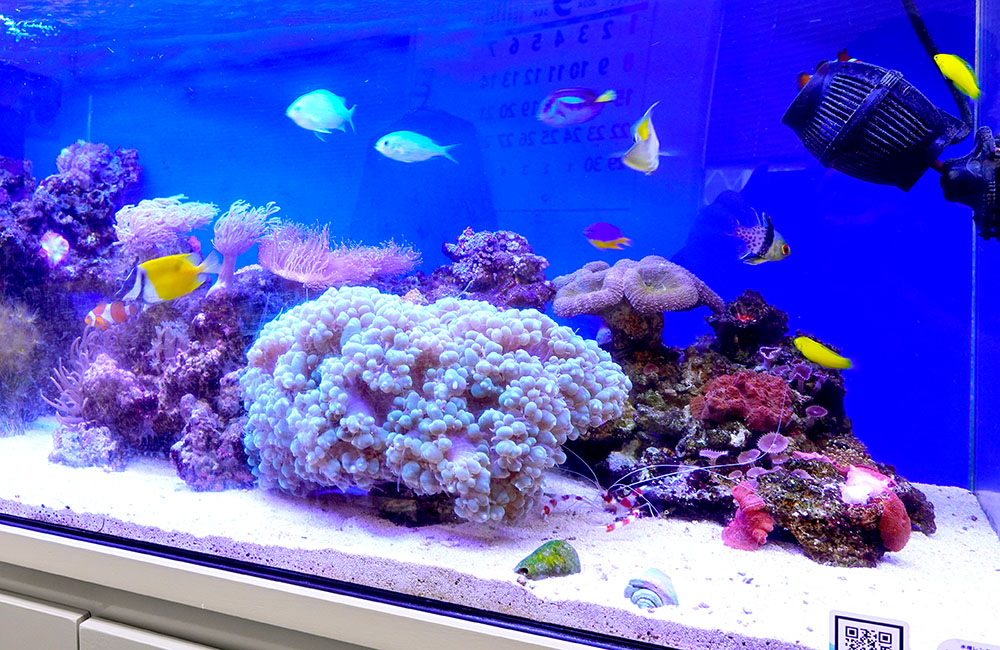 サンゴと海水魚が泳ぐ青い照明の海水水槽