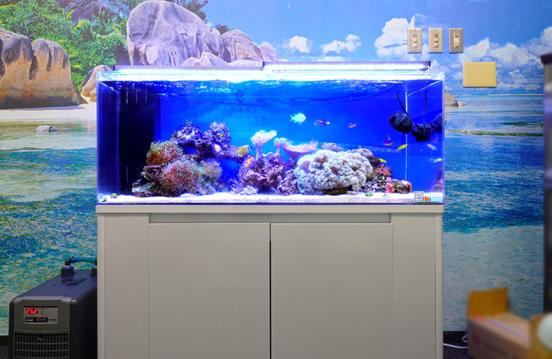 企業様の120cmサンゴ水槽その後!バブルコーラルが大きく育ちました 水槽画像4