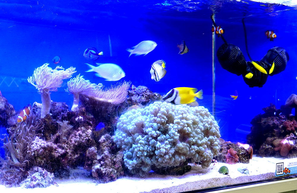 サンゴと熱帯魚が泳ぐ青い海水魚水槽のレイアウト