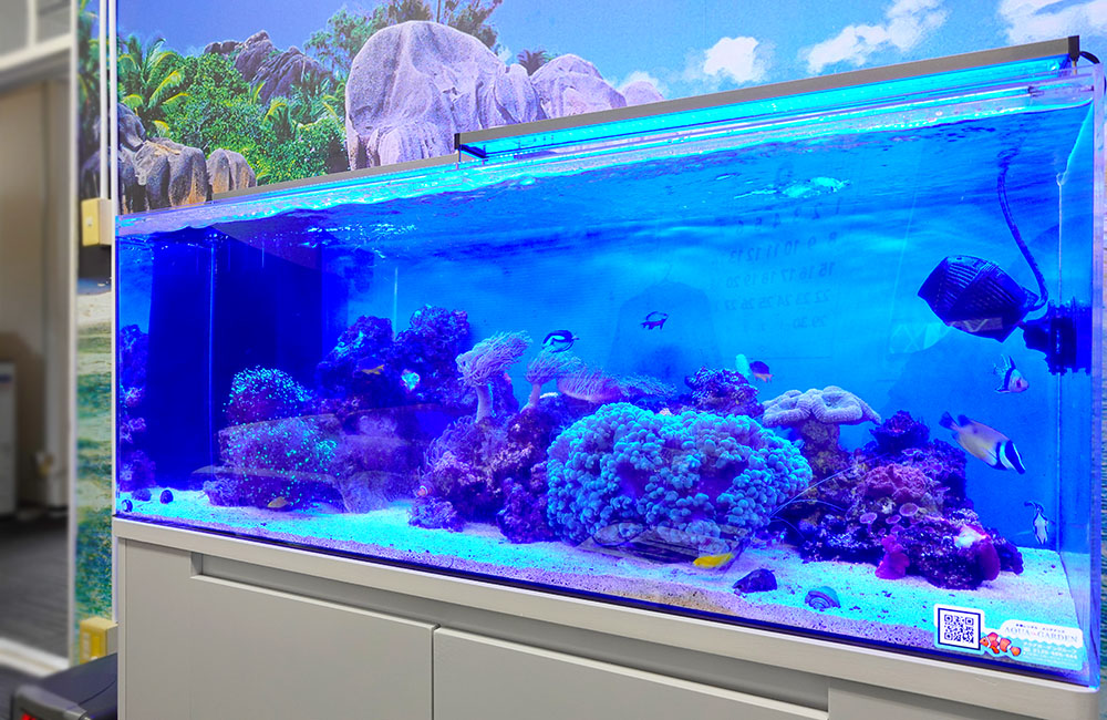 青い照明に照らされたサンゴと海水魚の大型水槽
