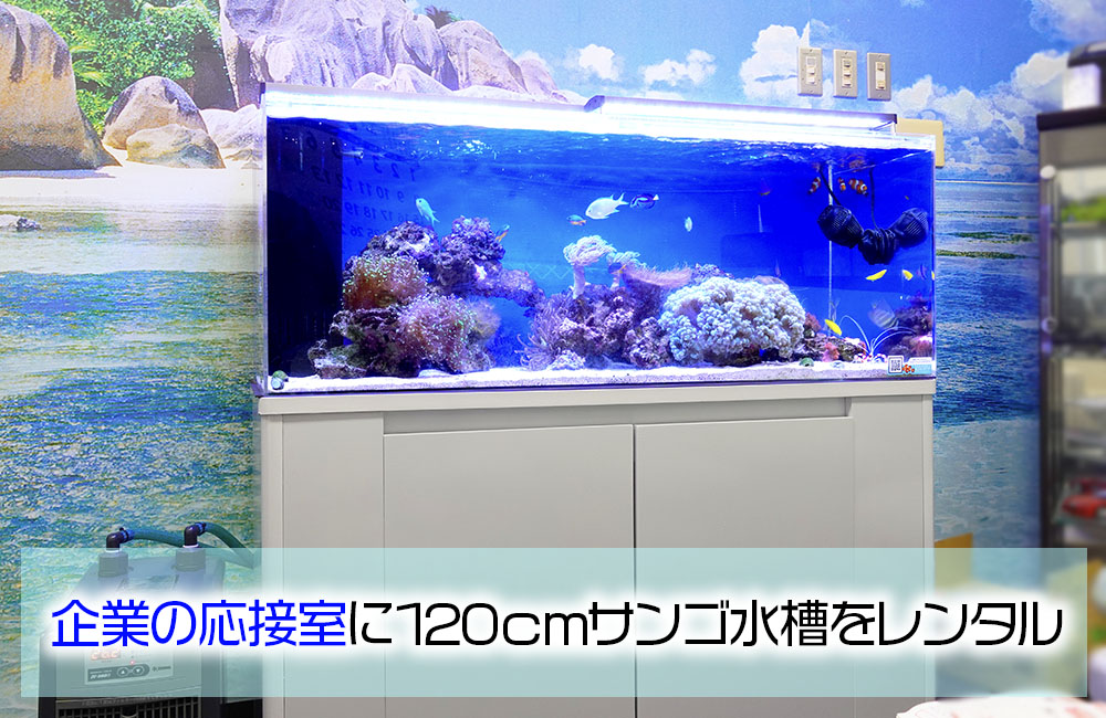企業様の120cmサンゴ水槽その後！バブルコーラルが大きく育ちましたのサムネイル画像