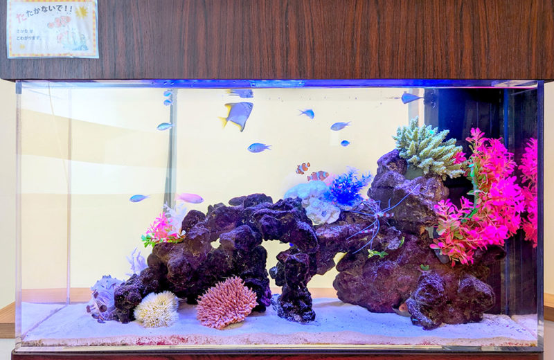 耳鼻科様のスリム水槽・その後!海水魚が泳ぐスマートなアクアリウム 水槽画像4