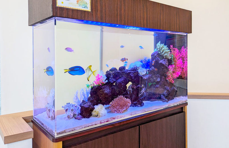 耳鼻科様のスリム水槽・その後!海水魚が泳ぐスマートなアクアリウム 水槽画像2