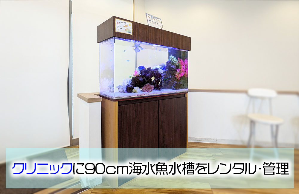 耳鼻科様のスリム水槽・その後!海水魚が泳ぐスマートなアクアリウム