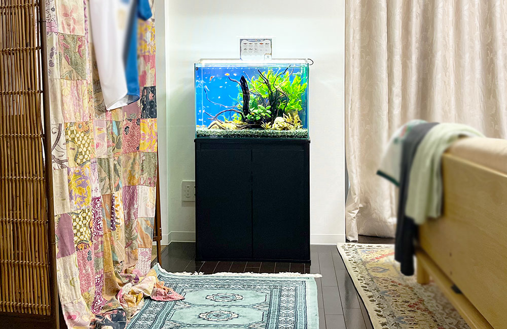 流木と水草を配置したリビング設置の熱帯魚水槽