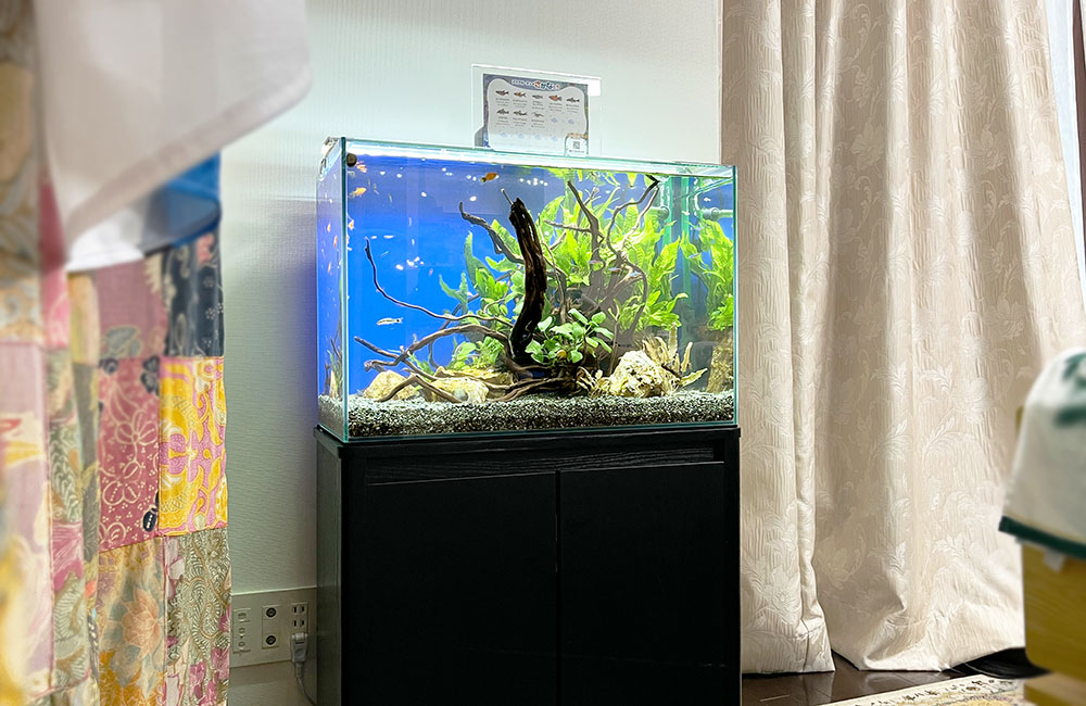 黒い水槽台に置かれた流木と水草の淡水魚水槽