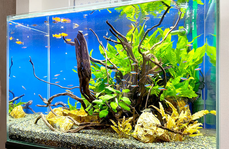 個人宅に60cm淡水魚水槽をレンタル設置!小型魚が元気なアクアリウム 水槽画像3