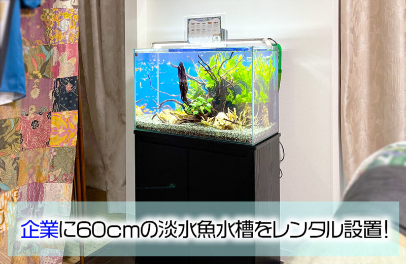 個人宅に60cm淡水魚水槽をレンタル設置!小型魚が元気なアクアリウム 水槽画像1