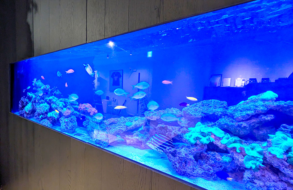 青い照明の大型海水魚水槽と泳ぐ熱帯魚やサンゴ岩の景観