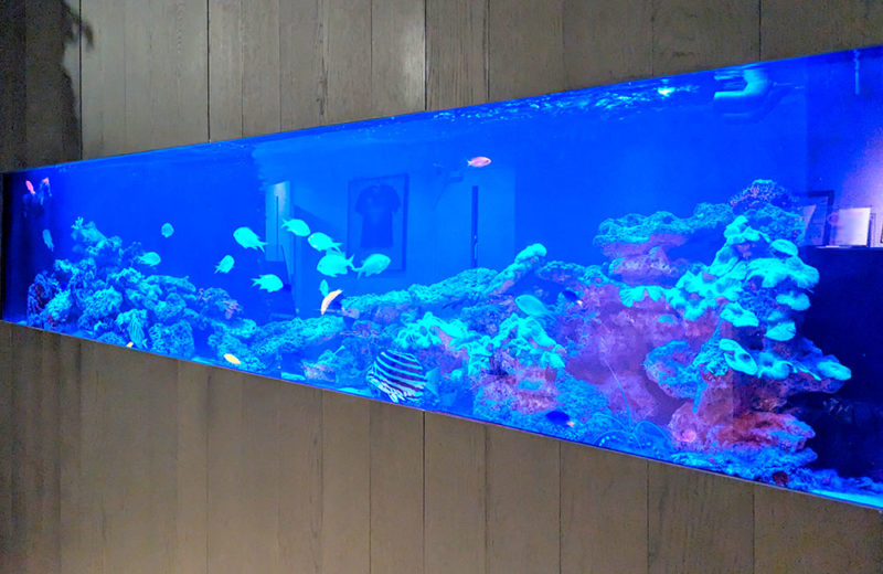企業様の2.6m埋め込み海水魚水槽・その後!月4回のメンテナンスで管理 水槽画像2