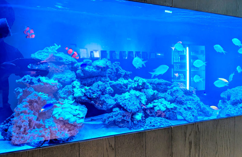 企業様の2.6m埋め込み海水魚水槽・その後!月4回のメンテナンスで管理 水槽画像4
