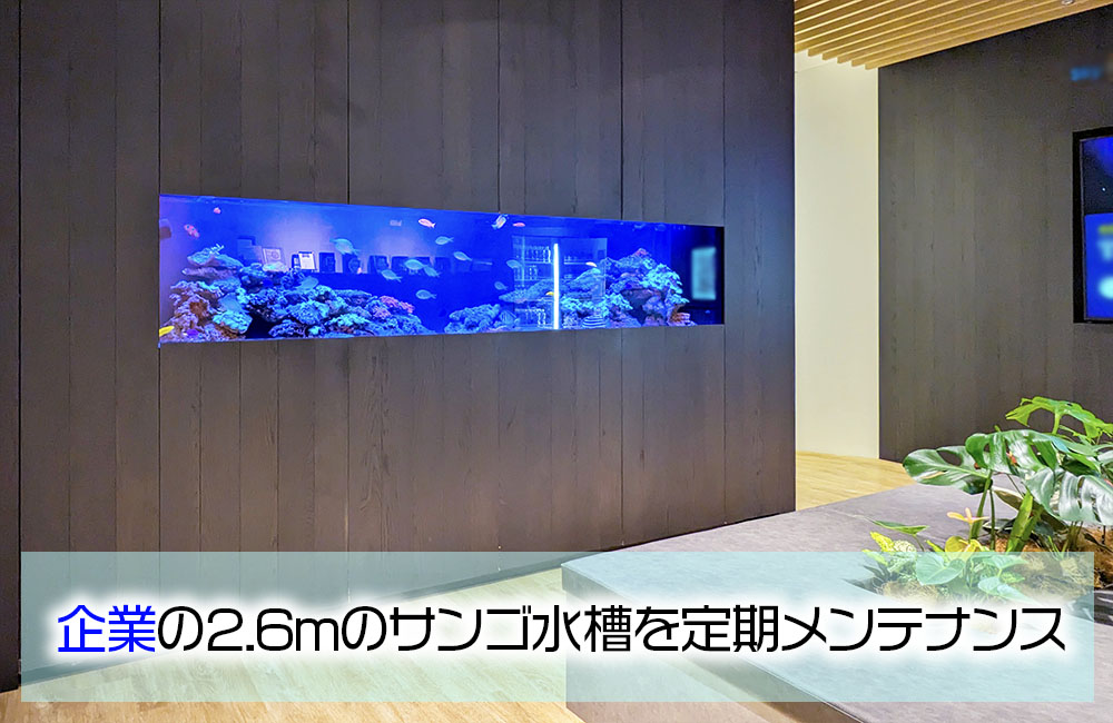 企業様の2.6ｍ埋め込み海水魚水槽・その後！月4回のメンテナンスで管理のサムネイル画像