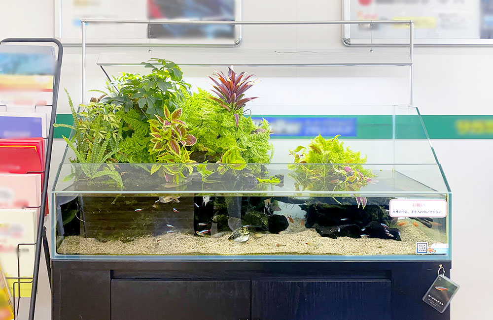 観葉植物が茂るアクアテラリウム水槽と泳ぐ小型魚