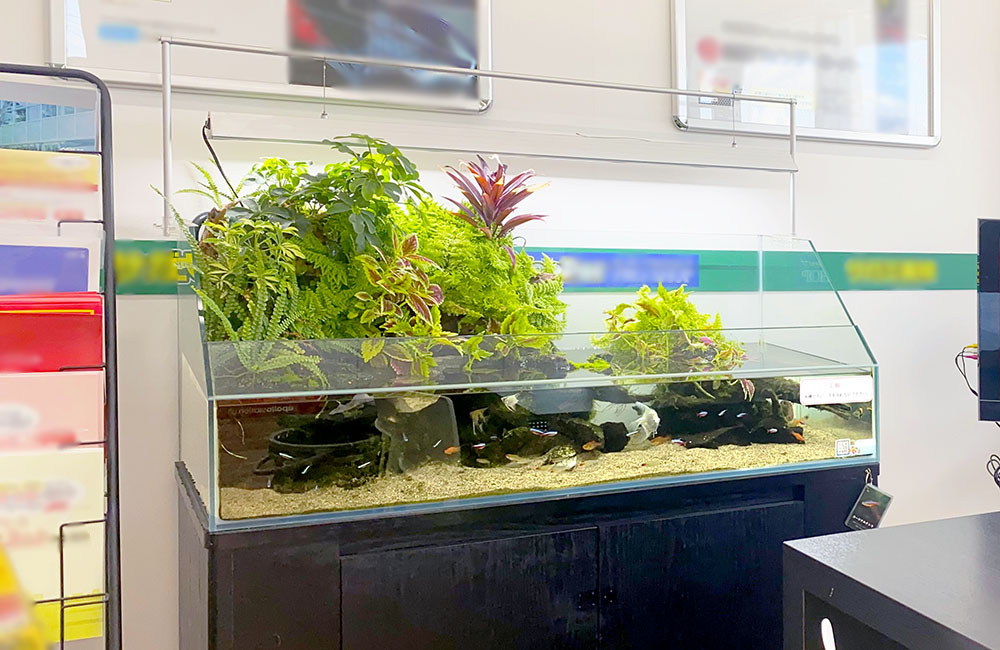 観葉植物が茂る大型アクアテラリウム水槽と泳ぐ小型魚