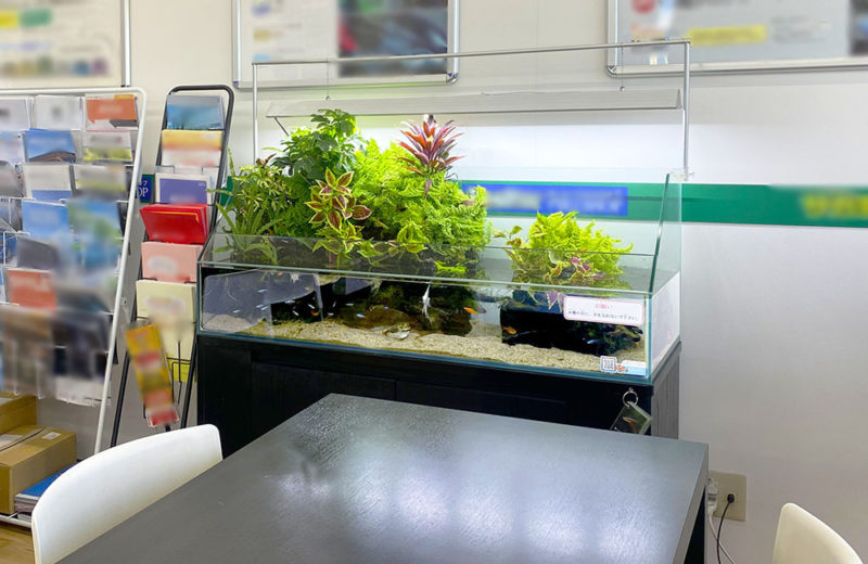 店舗様の120cmアクアテラリウム水槽・その後！観葉植物が豊かに育ちました 水槽画像３