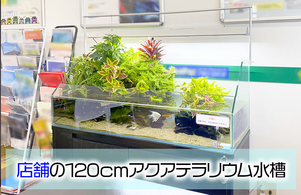 店舗様の120cmアクアテラリウム水槽・その後！観葉植物が豊かに育ちましたのサムネイル画像