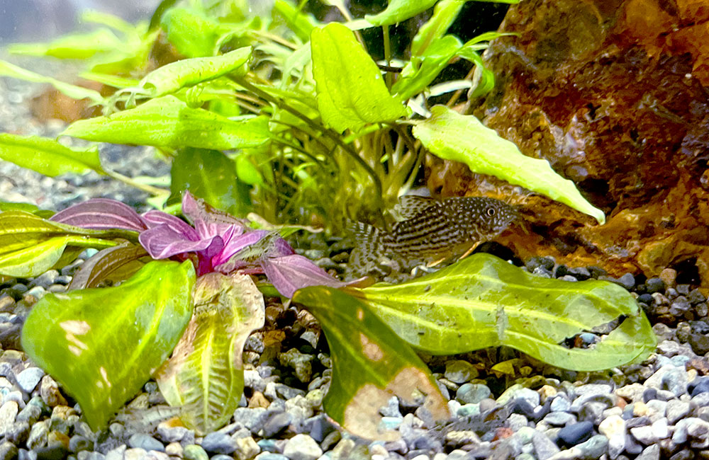 水草の陰に隠れるコリドラスの仲間と水槽内の石や砂利