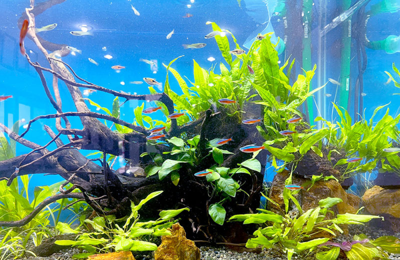 山口すみれビレッジ様に水槽レンタル!エントランスの90cm淡水魚水槽 水槽画像4