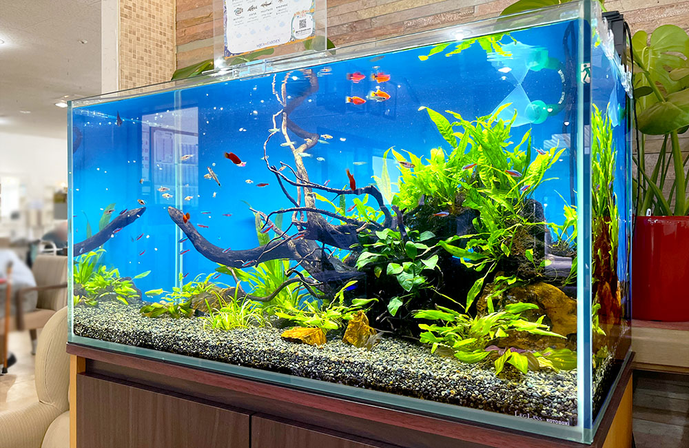 青い背景に流木と水草を配置した熱帯魚水槽の全景