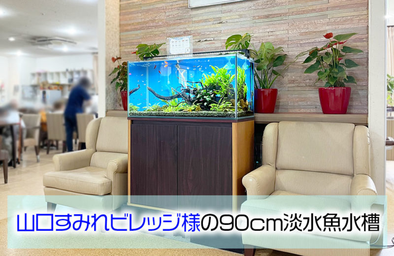 山口すみれビレッジ様に水槽レンタル!エントランスの90cm淡水魚水槽 水槽画像1